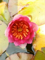 Waterlily_142832