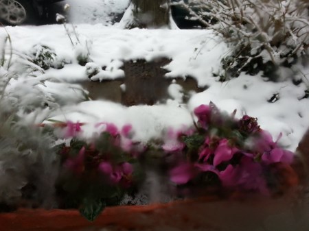 SnowIcingCyclamen