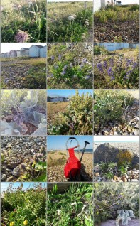 SSRedTrolleyShrhmSeaFlora0719