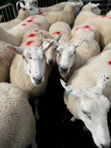 SddlscmbSheepinPen0917